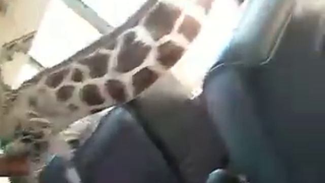 Denis and Masha Feeding Girafes 1 смотреть онлайн