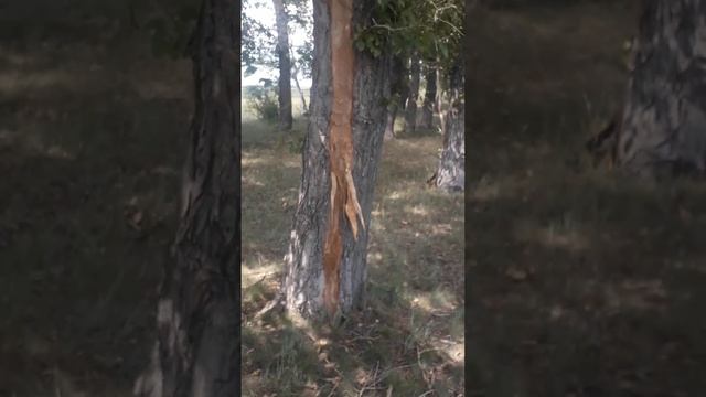 Природное явление смотреть онлайн