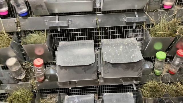 ЗАЧЕМ НУЖЕН ЕЖЕДНЕВНЫЙ ОБХОД ФЕРМЫ || ЭТО ПРАВИЛЬНО! || ШИНШИЛЛОВАЯ ФЕРМА смотреть онлайн