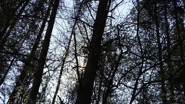 Звуки природы в лесу смотреть онлайн
