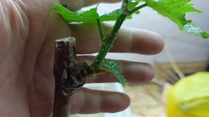 Что за белые пупырышки на побегах винограда?