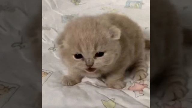 Parent Issues смотреть онлайн