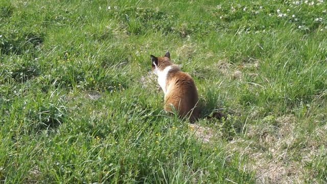 tricolored cat - for good luck смотреть онлайн