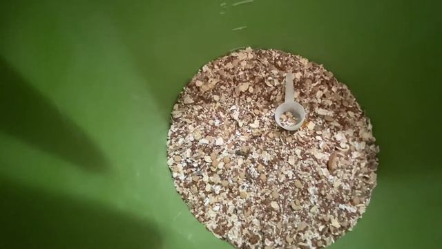 КОРМЛЕНИЕ ШИНШИЛЛ | ФЕРМА ШИНШИЛЛ | ШИНШИЛЛОВАЯ ФЕРМА смотреть онлайн