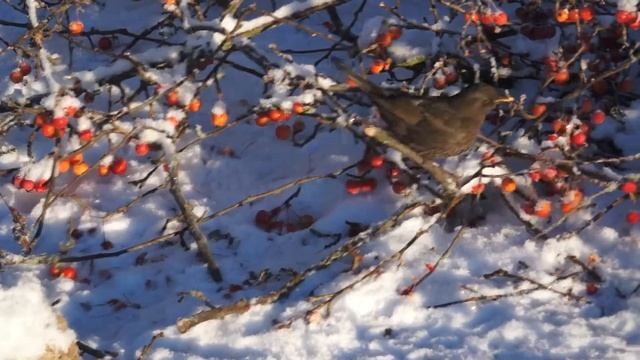 thrushes and apples смотреть онлайн