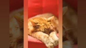 САБЛИМИНАЛ  от  ЛЕНИ     🥋