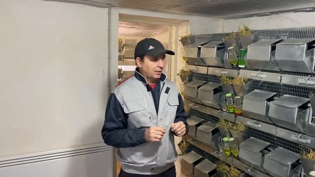 ПОЧЕМУ ШИНШИЛЛЫ НЕ РОЖАЮТ | ФЕРМА ШИНШИЛЛ | ШИНШИЛЛОВАЯ ФЕРМА смотреть онлайн