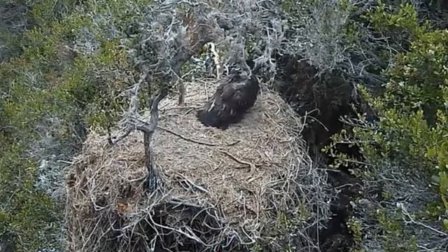 July 16, 2017 - Snatch and Grab - Fish Deliveries - Bald Canyon Nest смотреть онлайн