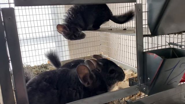 КАЖДОЙ ШИНШИЛЛЕ ОТДЕЛЬНУЮ КЛЕТКУ | ШИНШИЛЛОВАЯ ФЕРМА | ФЕРМА ШИНШИЛЛ | СОДЕРЖАНИЕ ШИНШИЛЛ смотреть онлайн