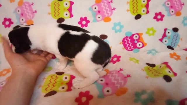 Чихуахуа щенок девочка 1,5 месяца смотреть онлайн