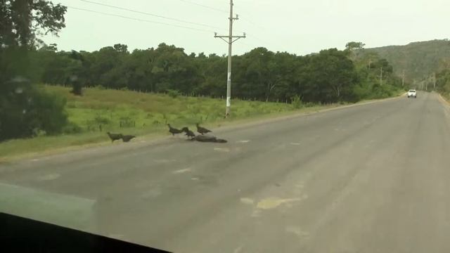 Guatemala: vultures. Гватемала, грифы (375sp) смотреть онлайн