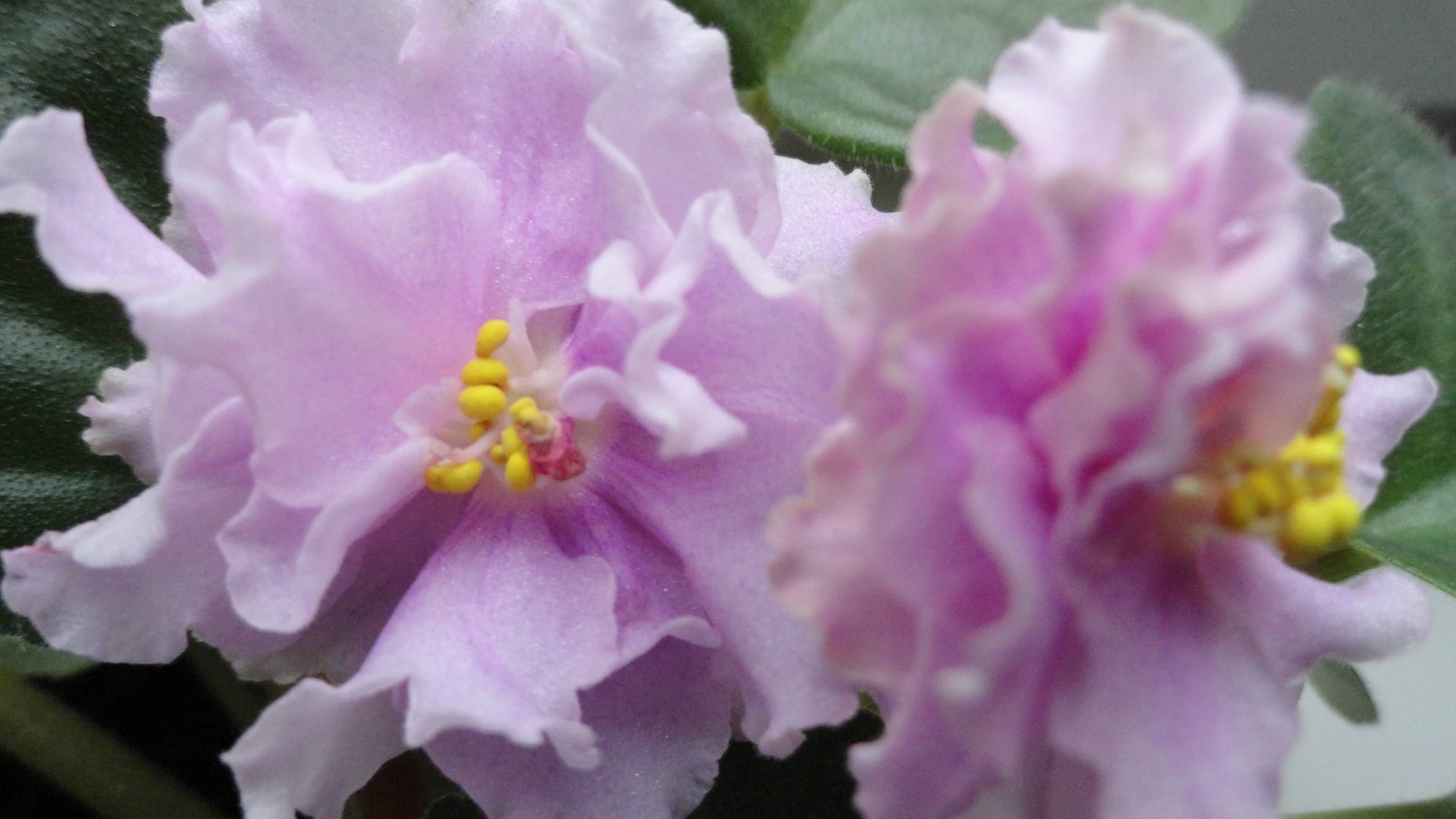 Фиалка Ваше Величество и другие комнатные растения. смотреть онлайн