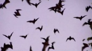 ala mode- mindless self indulgence (lyrics)