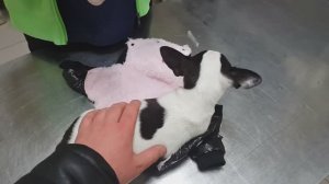 Как сделать укол собаке. Очень просто! Наглядное видео