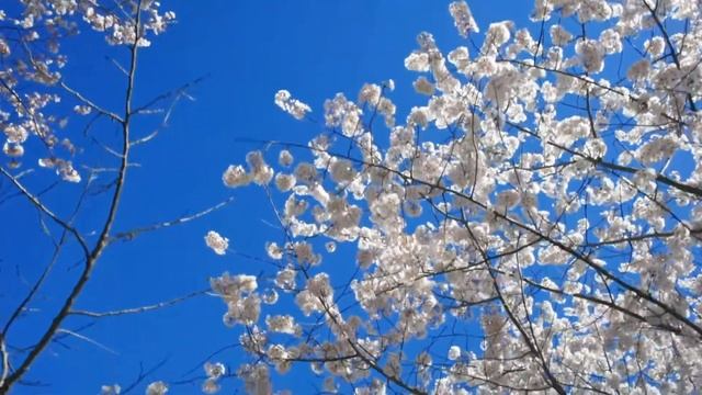 Vipassana Morning Meditation For Loving Kindness & Positivity смотреть онлайн