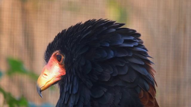 Stunning Birds of Prey | Relaxation, Study, Sleep смотреть онлайн