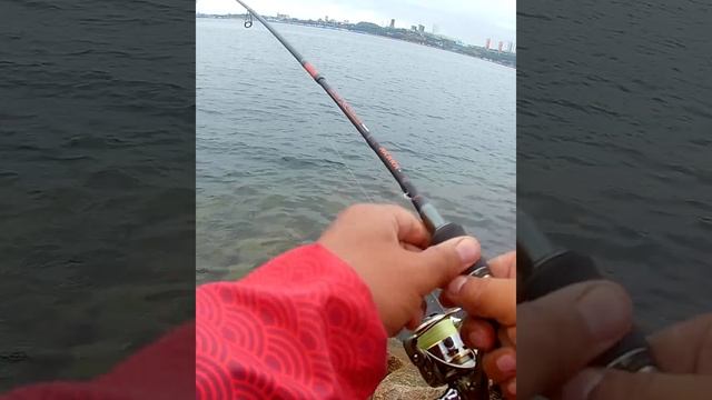 Две лакедры на один пилькер АКАРА! Бывает же так! смотреть онлайн