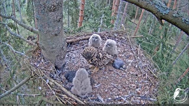 Eurasian Eagle owl Nest Female brings prey to nest 4:43am 5-23-2017 смотреть онлайн
