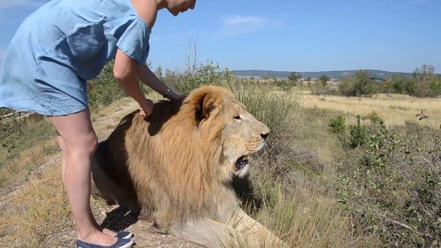 Вожак Чук с горы любуется на свои владения ! смотреть онлайн