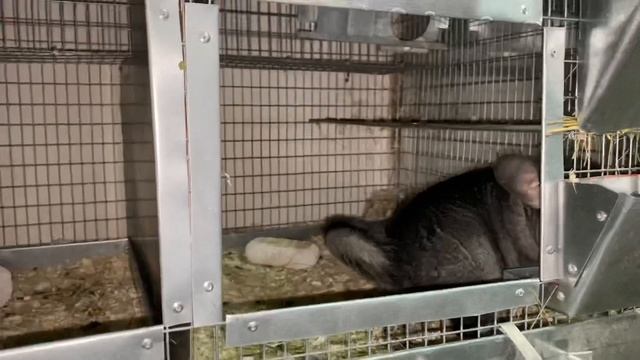 МОЯ СЕЛЕКЦИОННАЯ РАБОТА | ШИНШИЛЛОВАЯ ФЕРМА | ФЕРМА ШИНШИЛЛ смотреть онлайн