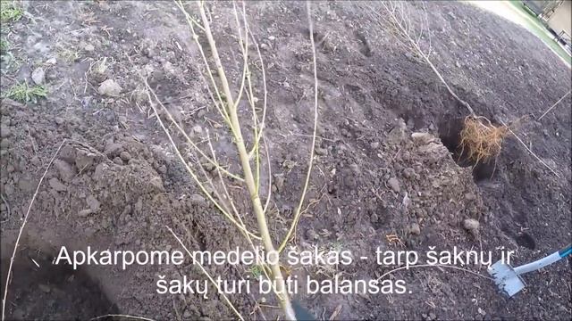 Dr. A. Amšiejus pataria: kaip sodinti persikus смотреть онлайн