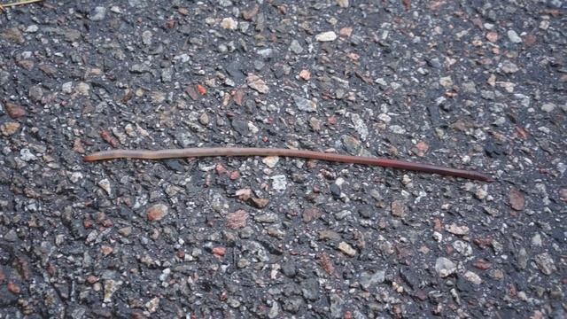creeping worm смотреть онлайн