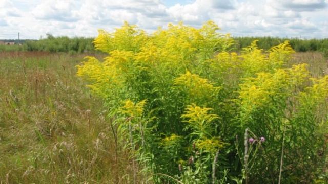 ПВД - 2012 смотреть онлайн