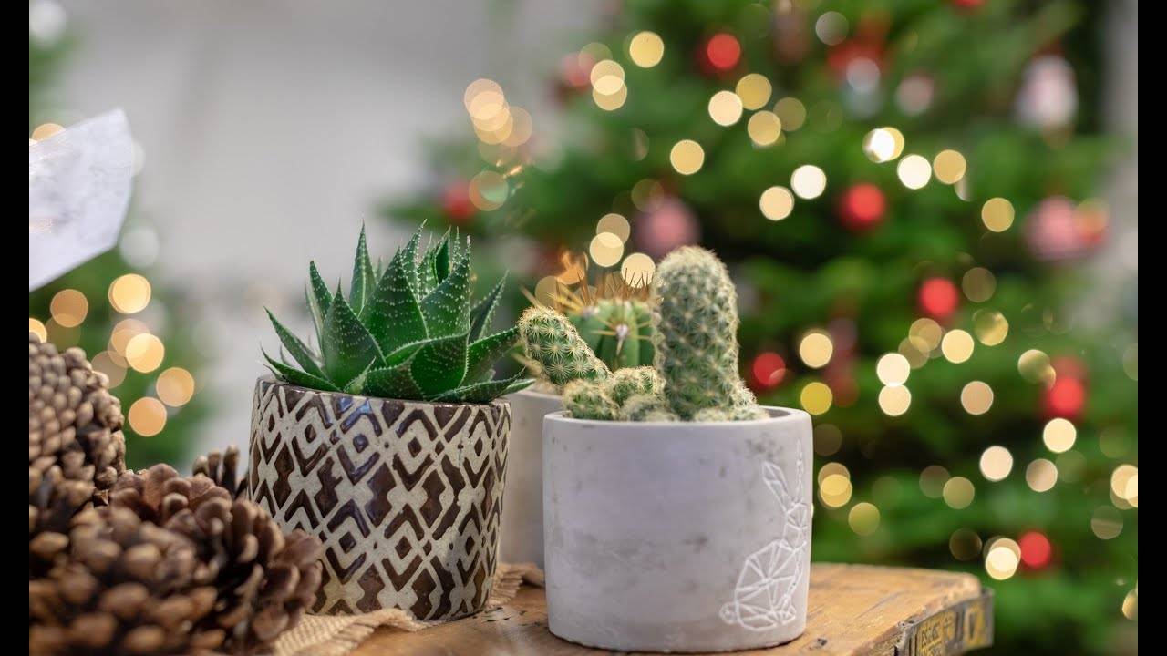Маленькая идея для Новогоднего декора.
Новогодний КАКТУС. смотреть онлайн