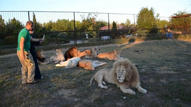 'Я лев Олежка ,а вас как звать ?'Львица Чоли 'завалила 'туристку :)) смотреть онлайн