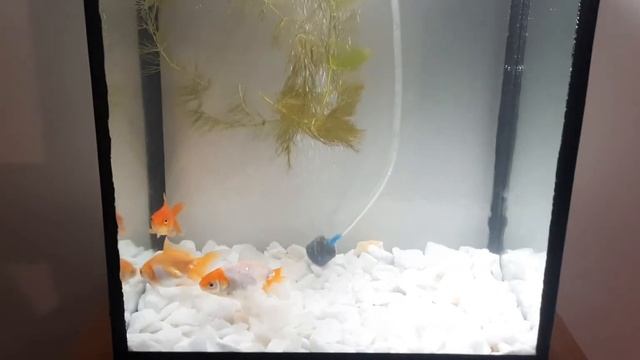запустил аквариум с золотыми рыбками смотреть онлайн