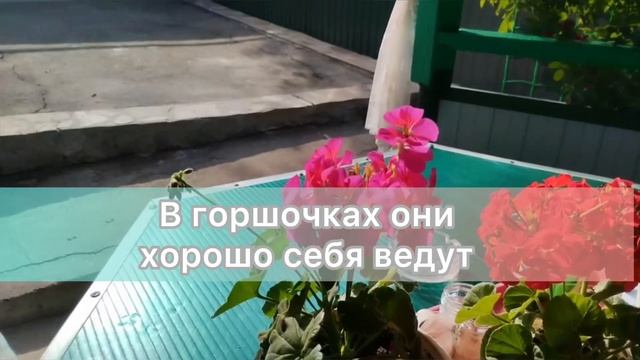 Пеларгония Маверик красная и Зональная Симона|Обзор от Таисии Георгиевны|УСАДЬБА-СЕМЕНА