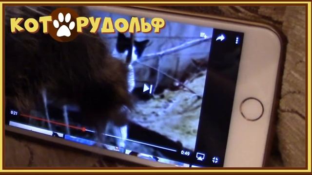 Приключения Кота Рудольфа и его Хозяйки! (с 1 по 3 серию) смотреть онлайн