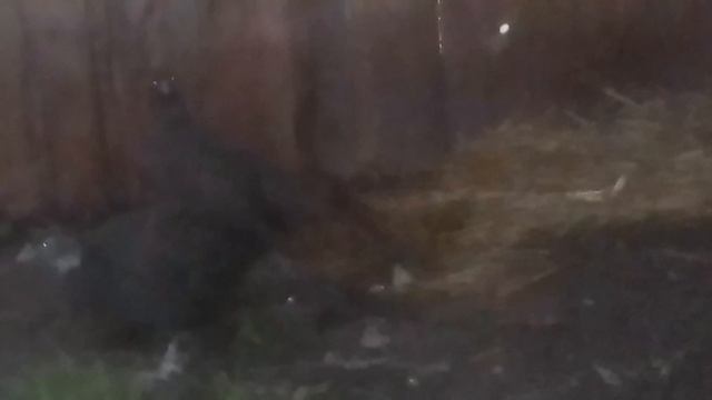 САМКА РУМЫНСКОГО ФАЗАНА 3, 5 ГОДА И МОЛОДОЙ САМЕЦ РУМЫНСКОГО ФАЗАНА 4 МЕСЯЦА смотреть онлайн