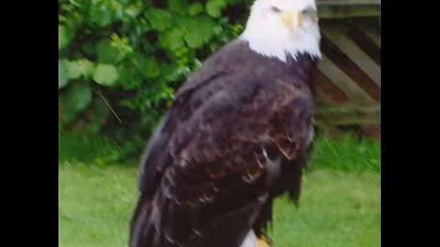 2007 Newent Birds of Prey Trip смотреть онлайн