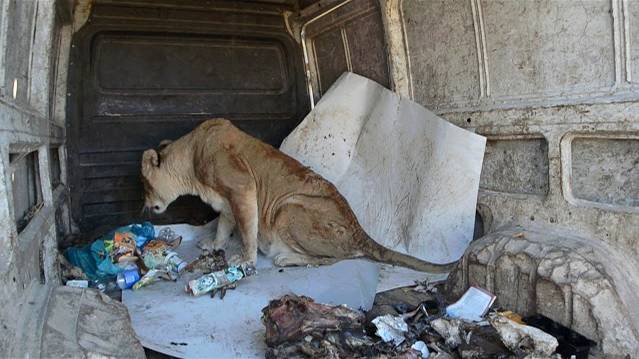 Львицы атакуют машину ! Львиная очередь ! смотреть онлайн