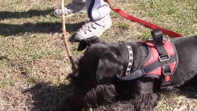 Jack and his prey drive to chase смотреть онлайн