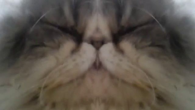 Мой кот самый лучший кот 2 смотреть онлайн