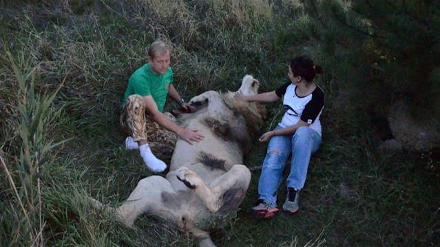 Девушка хочет фото с двумя ВОЖАКАМИ ! смотреть онлайн