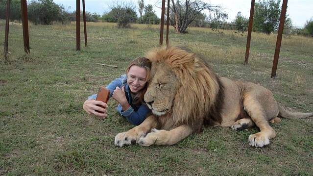 Лейла дождалась внимания.Малыш-селфи лев . смотреть онлайн