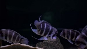 4K Black Screen Fish Aquarium ScreenSaver for TV, PS5, XBOX, PC, APPLE DEVICES