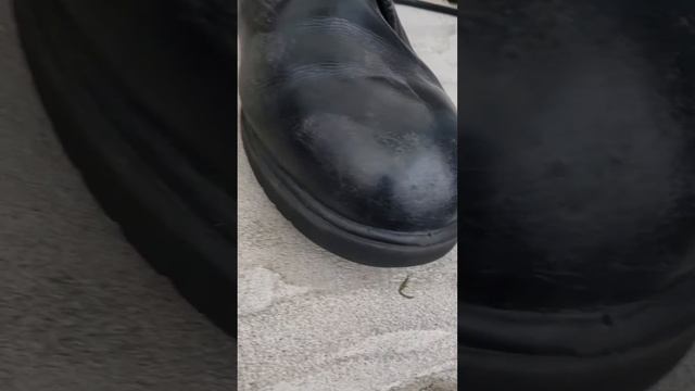 Timberland Black Chukka Review FAIL смотреть онлайн