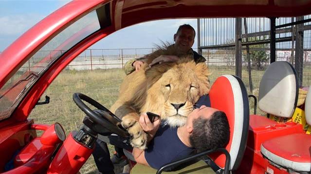 МИНУТА ПОЗИТИВА ! Огромный лев просто уложил на лопатки туриста из Екатеринбурга! смотреть онлайн