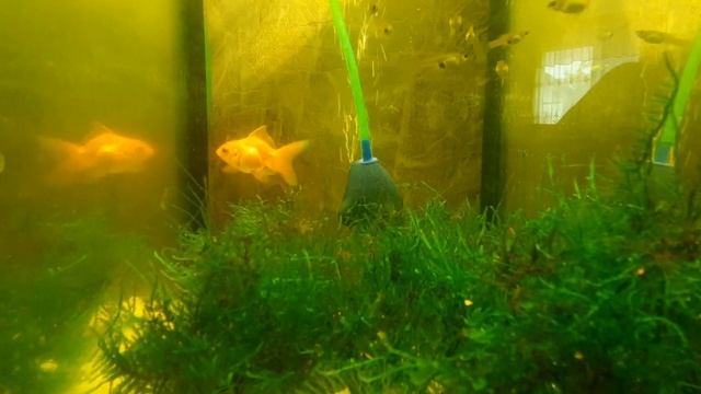 купил золотую рыбку смотреть онлайн