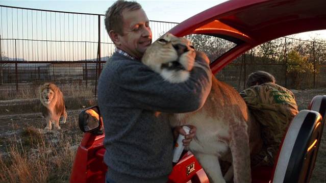 Львица Лола обнимает Оксану Олеговну и Олега Алексеевича ! смотреть онлайн