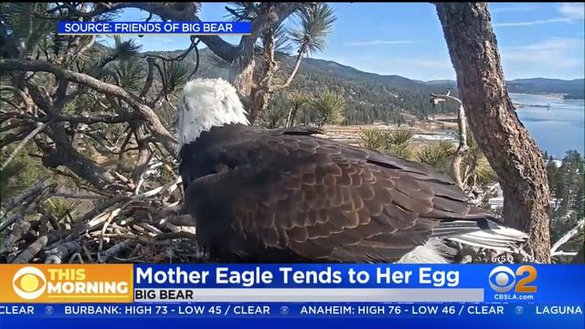Mother Eagle Tends To Egg, After Ravens Prey On First смотреть онлайн