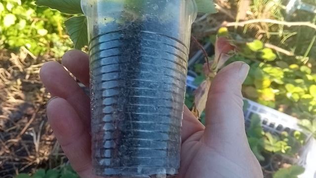 Что я делаю с рассадой клубники осенью