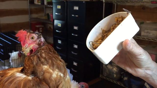 Betty the Hen comes home! смотреть онлайн