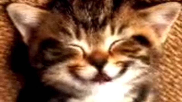 Няшка кот смотреть онлайн