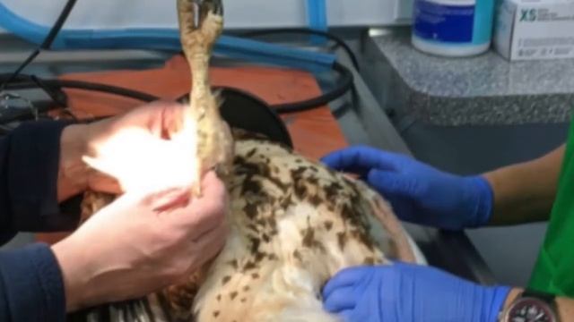 Rodenticide Poisoning смотреть онлайн