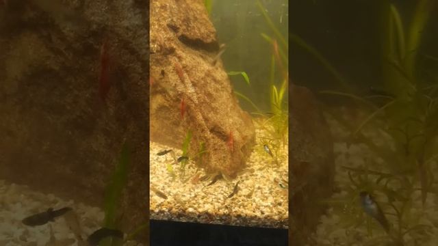 креветки смотреть онлайн